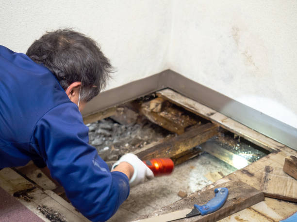 Best Mold Damage Repair  in Kure Beach, NC