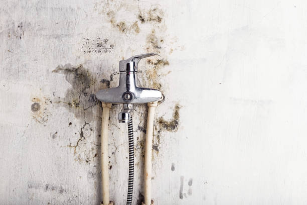 Best Fast Mold Removal  in Kure Beach, NC