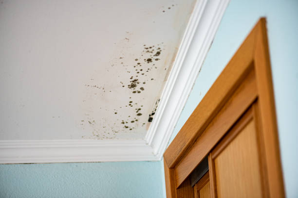 Best Mold Removal Company Near Me  in Kure Beach, NC