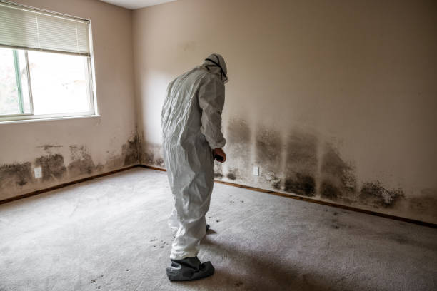 Mold Removal Process in Kure Beach, NC