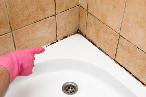 Best Local Mold Removal Service  in Kure Beach, NC